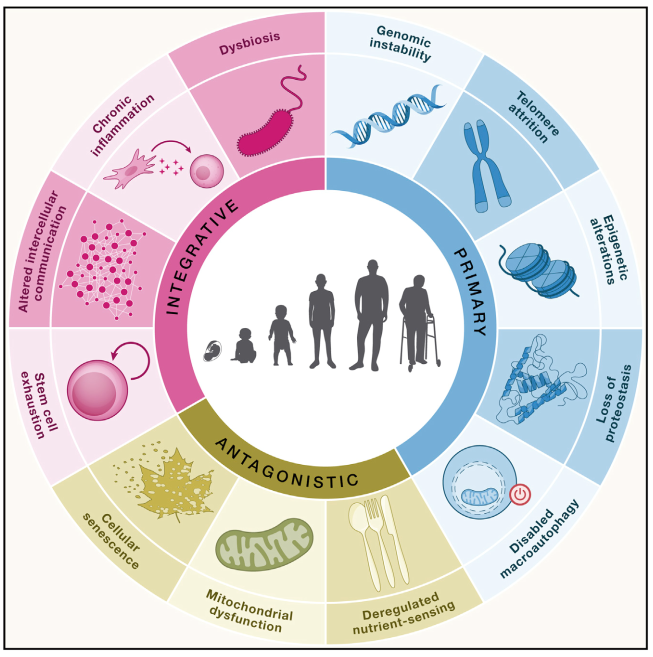 Anneaux des 12 Hallmarks of Aging